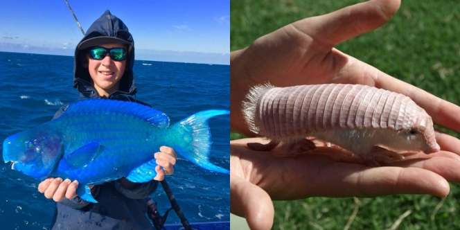 15 Spesies Hewan Super Langka, Sulit Membayangkan Mereka Nyata