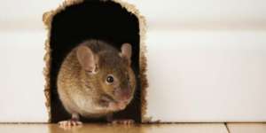 Cara Mengusir Tikus dan Curut dari Rumah Secara Aman dan Ampuh, Tanpa Racun