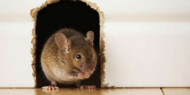 Cara Mengusir Tikus dan Curut dari Rumah Secara Aman dan Ampuh, Tanpa Racun