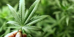 Malaysia Bakal Jadi Negara Asia Pertama yang Legalkan Ganja untuk Medis
