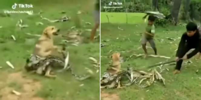 Detik-detik 3 Bocah Selamatkan Anjing dari Lilitan Piton