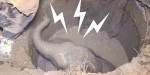 Video Haru Detik-detik Induk Gajah Nangis Lihat Anaknya Tercebur Sumur