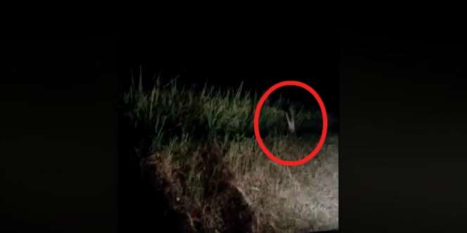 Heboh Video Anak Kecil Lompat di Semak-semak Saat Malam Hari