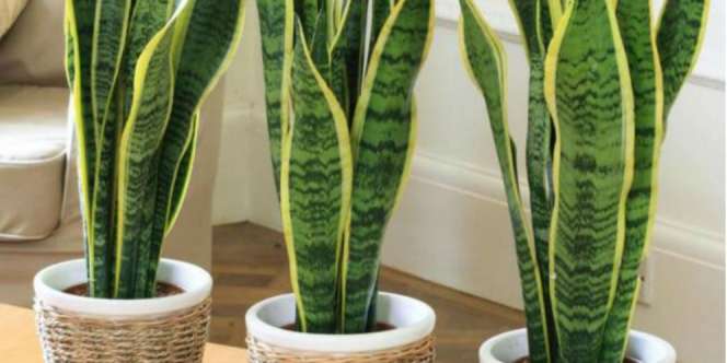 Bikin Sejuk Rumah dengan 4 Tanaman Cantik Ini