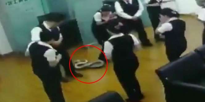 Video Detik-detik Ular Piton Jatuh di Tengah Rapat Staf Bank