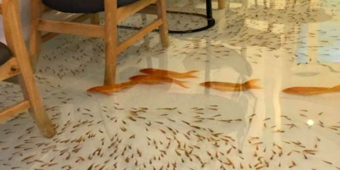 Kafe Ini Tawarkan Sensasi Makan Ditemani Ikan Hidup