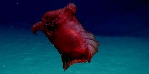 Monster Ayam Tanpa Kepala Ditemukan Peneliti Australia