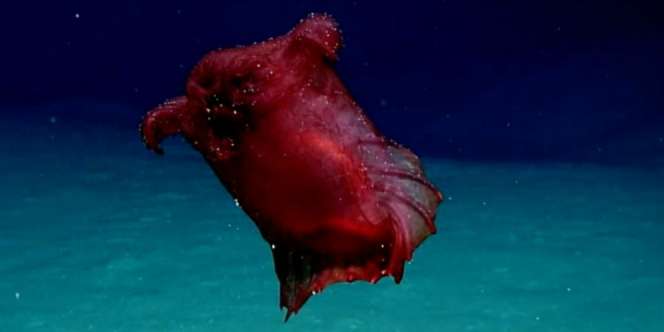 Monster Ayam Tanpa Kepala Ditemukan Peneliti Australia