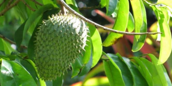 12 Manfaat Daun Sirsak Untuk Kesehatan dan Kecantikan