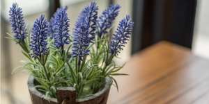 Merasa Suntuk dan Stres? Hirup Saja Aroma Lavender