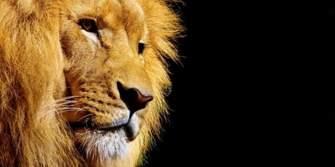 Bercanda dengan Singa, Lengan Pria Ini Digigit