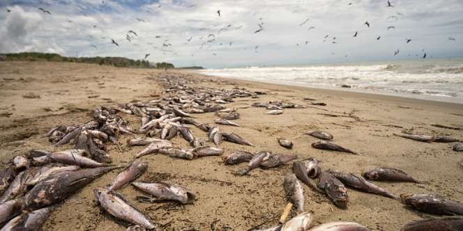 Misteri Kematian Puluhan Ribuan Ikan di Tepi Sungai Eufrat