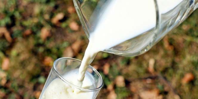 Orang Dewasa Butuh Minum Susu?