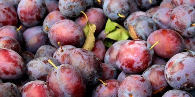 Berbagai Khasiat atau Manfaat Buah Plum, untuk Diet dan Kesehatan