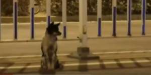 Foto Anjing di Jalan Raya Ini Viral, Kisahnya Bikin Sedih