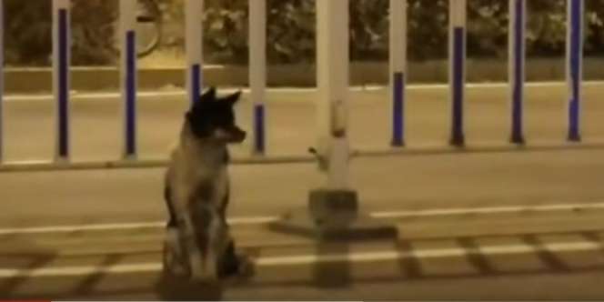 Foto Anjing di Jalan Raya Ini Viral, Kisahnya Bikin Sedih
