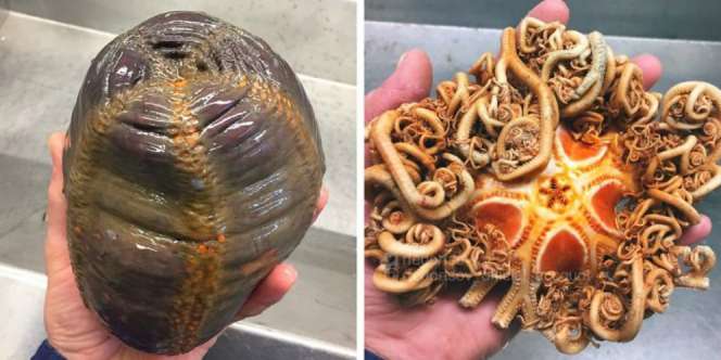 Koleksi Foto Nelayan Rusia Berisi Penghuni Laut Bikin Merinding, Lihat Wujudnya