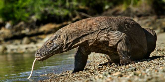 Ini Alasan Komodo Tak Pernah Tersebar Hingga Penjuru Dunia, Cuma di Indonesia