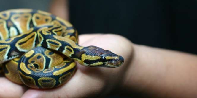 Berawal dari Mimpi, Bocah Ini Mampu Berteman dengan Banyak Ular Berbisa