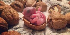 Tak Sengaja Ditemukan, Bayi ini Tumbuh Menjadi Hewan yang Sangat Menggemaskan