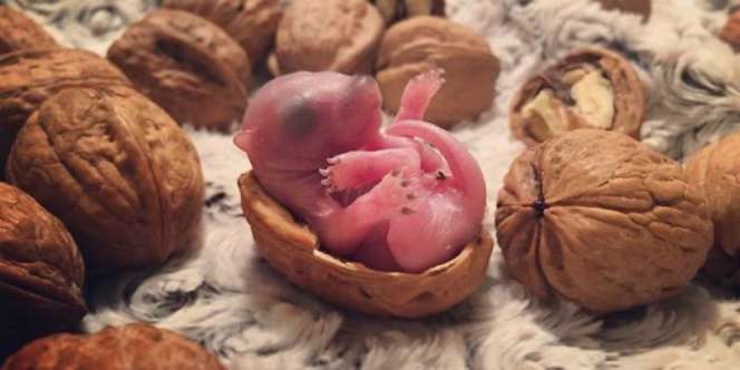 Tak Sengaja Ditemukan, Bayi ini Tumbuh Menjadi Hewan yang Sangat Menggemaskan