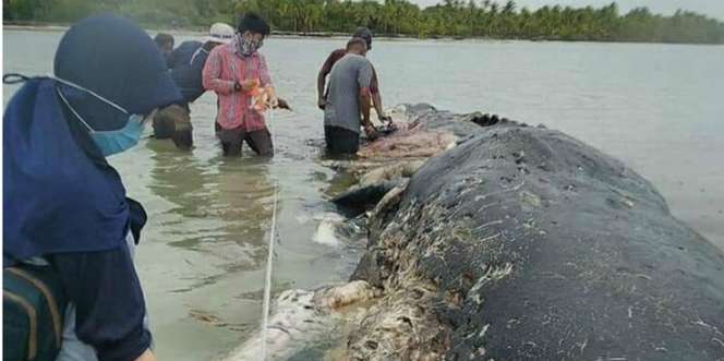 Paus Raksasa Mati di Wakatobi, Saat Dibedah Isi Perutnya Mengejutkan