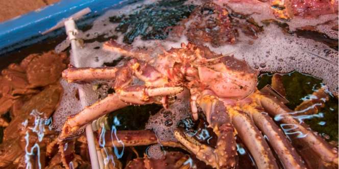 Sapporo, Surga Kepiting Berkualitas di Jepang