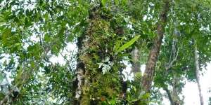 Ratusan Jenis Pohon di Indonesia Terancam Punah, Apa Saja?