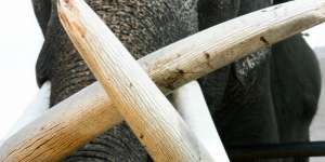 Heboh Gading Gajah Purba 700 Ribu Tahun dalam Septic Tank