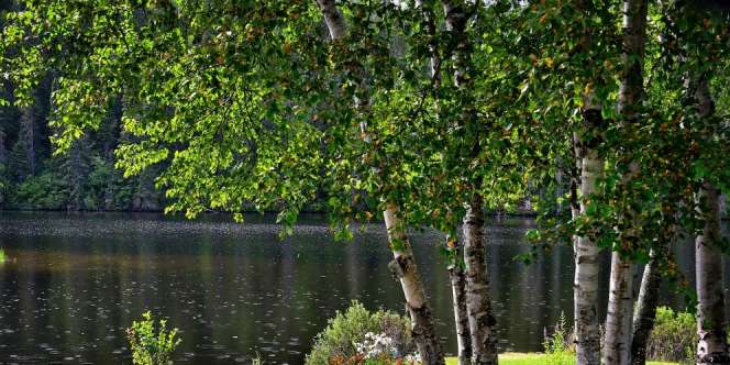 Jadi Bulan-bulanan, Toko Jual Ranting Pohon Rp601 Ribu