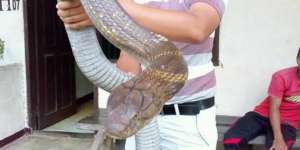 Geger King Cobra 'Bertapa' 4 Tahun, Ini Kata Panji Petualang