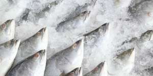 Ikan Beku Dapat Hidup Kembali, Begini Penjelasannya
