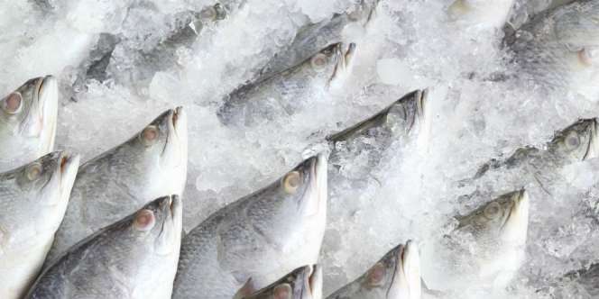 Ikan Beku Dapat Hidup Kembali, Begini Penjelasannya