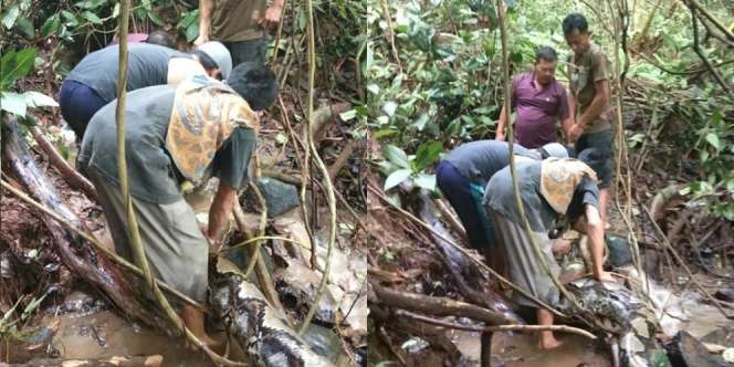 Dikira Kayu Gelondongan, Saat Didekati Bergerak, Ternyata