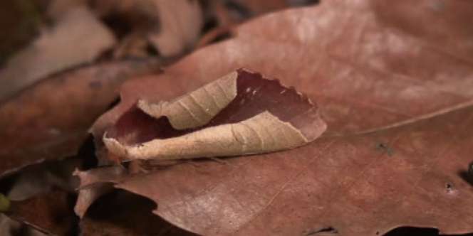 Kamuflase Daun Mati Kering Ini Seekor Hewan, Tahu?