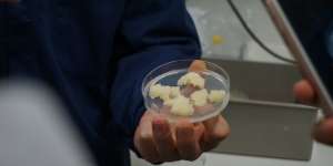 Keistimewaan Apple Stem Cell, Bahan Baku Kosmetik yang Bikin Awet Muda