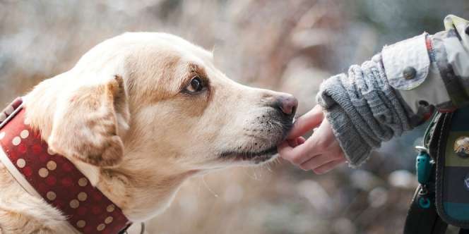 Terkunci dalam Mobil, Lihat yang Dilakukan Anjing Ini
