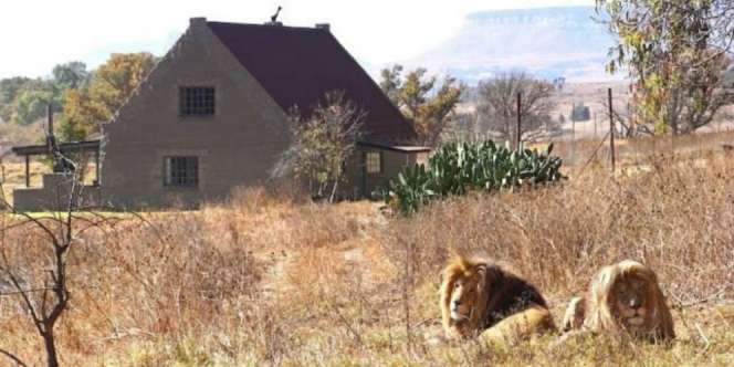 Unik! Sewa Rumah Murah Tapi Dikelilingi 77 Ekor Singa, Mau?