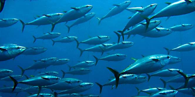 Ikan Termahal Sejagat, Ditebus Rp44 Miliar demi Pamor Restoran