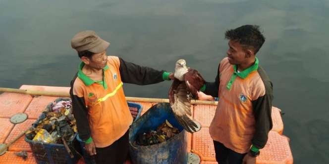 Elang Maskot Jakarta Tercebur ke Sungai Grogol