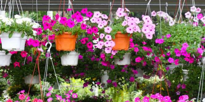 Pilihan Bunga Hias Gantung untuk Percantik Rumah