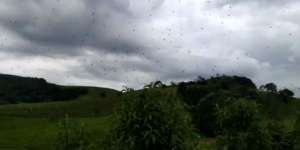 Fenomena Viral Serbuan Laba-Laba `Turun dari Langit`
