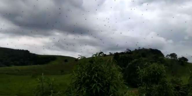Fenomena Viral Serbuan Laba-Laba `Turun dari Langit`