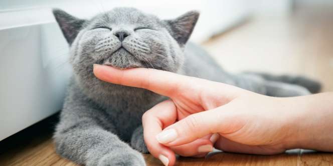Kucing Hilang, Sayembara Rp14 Juta Buat yang Menemukan