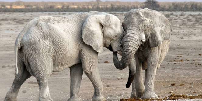 Sering Diburu, Gajah di Masa Depan Bakal Lahir Tanpa Gading