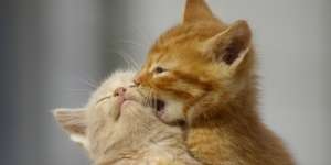 Tabrak Kucing Datangkan Nasib Sial, Benarkah?