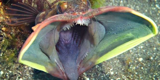 Si Jelek Nan Pemarah, Ini Ikan `Mulut Besar` di Kehidupan Nyata