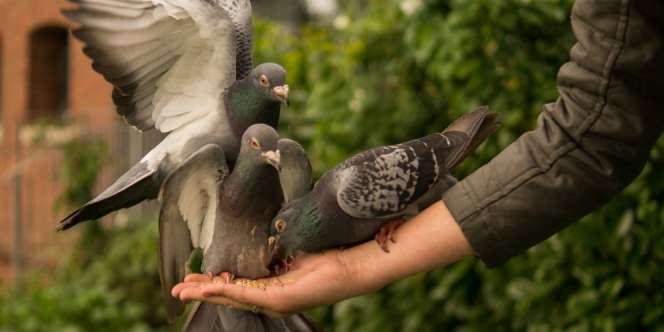 Masa Berlaku Tiket Parkir Kena Kotoran Burung, Pasutri Kesal Ditilang Rp2 Juta