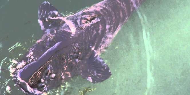Viral Lele Raksasa 100 Kg di Kolam Reaktor Chernobyl, Efek Radiasi?