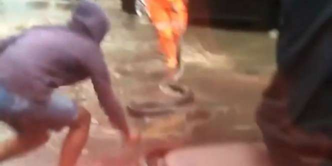 Banjir, Ular Besar di Belakang Kawasan Senayan City Bikin Geger